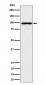 AKAP 95 Antibody